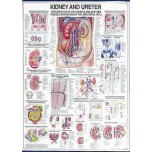 Kidney & Ureter Chart