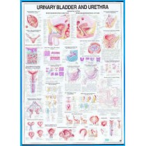 Urinary Bladder & Ureter Chart
