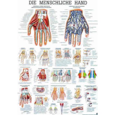 The Human Hand Chart