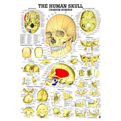 The Human Skull - Exploded View - Chart