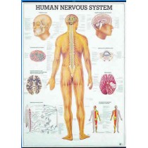 Human Nervous System Chart