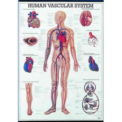 Human Vascular System Chart