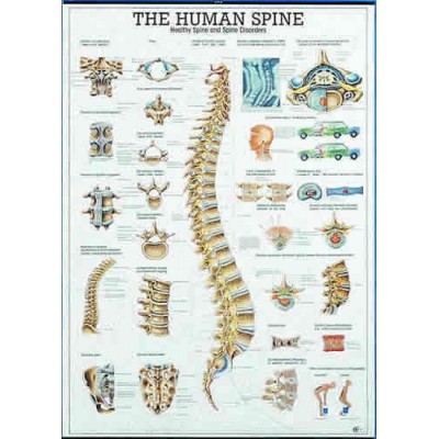 The Human Spine Chart