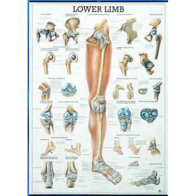 Lower Limb Chart