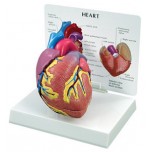 Heart Budget Model