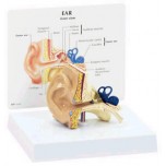 Ear Budget Model