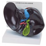 Liver Budget Model