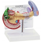 Pancreas/Gallbladder/Spleen Budget Model