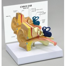 Ear, Child - Budget Model