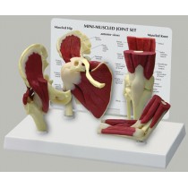 Miniature Joints, Muscled Set of 4, Budget Model