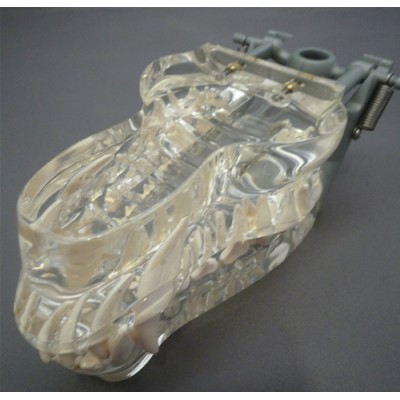 Transparent Canine Jaw, Life-Size