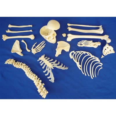 Disarticulated Half Skeleton, 3 Part Skull, Hands And Feet On Nylon
