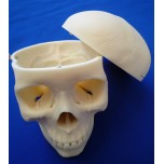 Skull, 3 Part Medical