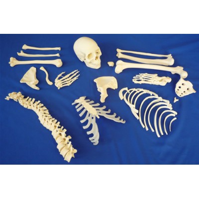Disarticulated Half Skeleton, 2 Part Skull