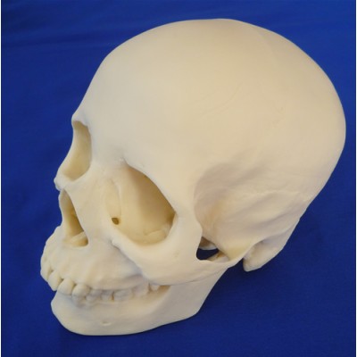 Skull, 2 Part Medical