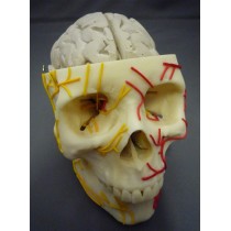 Brain In Skull
