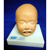 Foetal Head Simulator