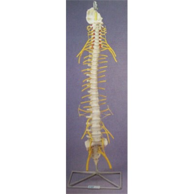 Flexible Spine, Medical with Nerves
