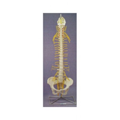 Rigid Spine, Medical with Nerves and Pelvis