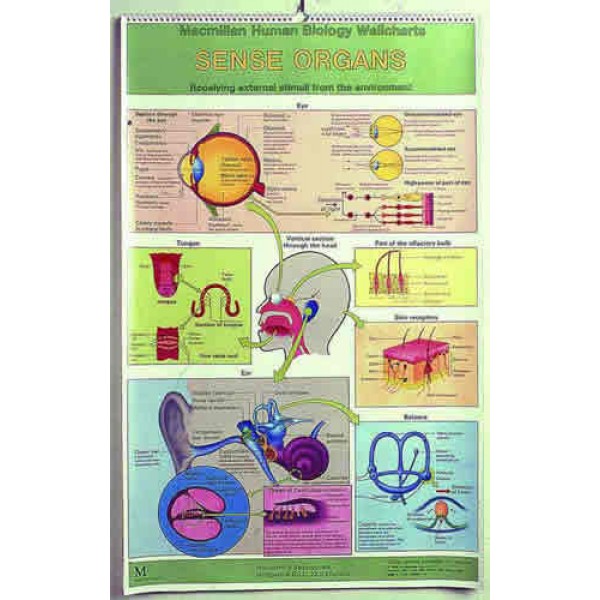 Simple Anatomy Flip Chart