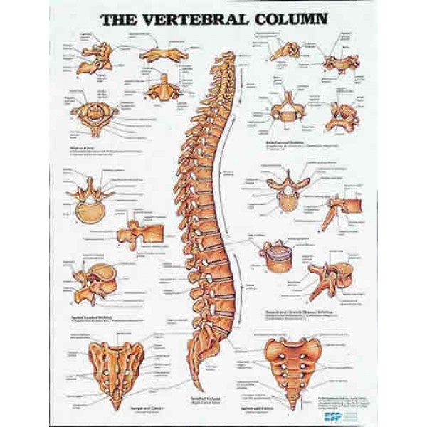 Vertebral Column Chart