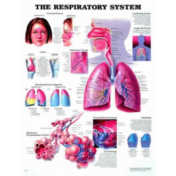 Respiratory System Chart