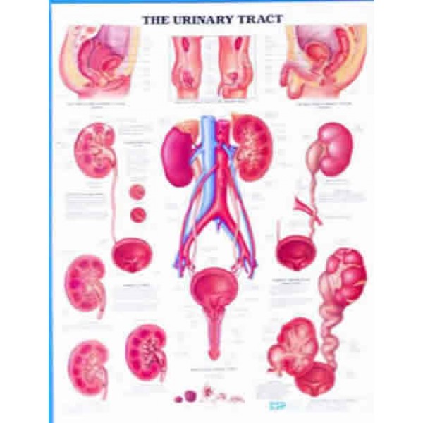 Urinary Tract Chart