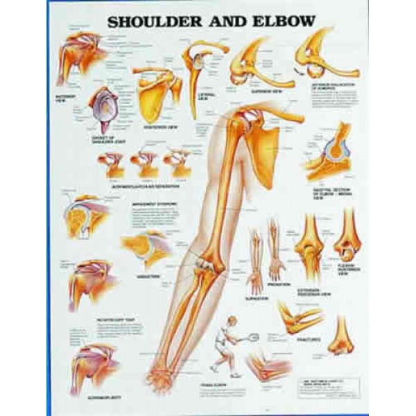 Shoulder & Elbow Chart