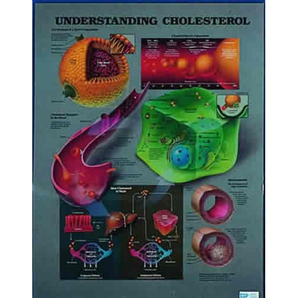 Understand Cholesterol Chart