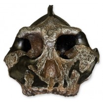 Australopithecus aethiopicus KNM WT-1700