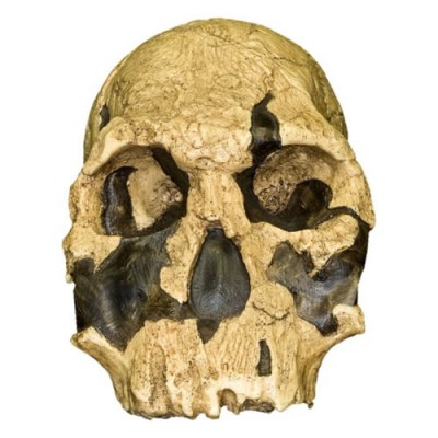 KNM ER 1470, Homo rudolphensis