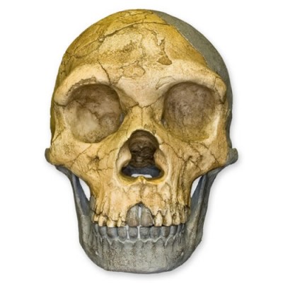 Forbes Quarry Skull