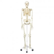 Skeleton,Standard Quality