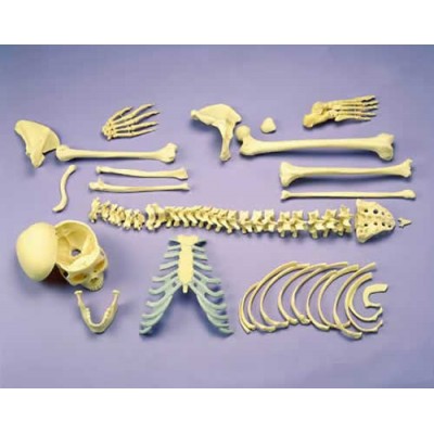 Disarticulated Half Skeleton, 2 Part Skull, Hands And Feet On Nylon