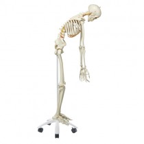 Skeleton, Flexible Spine