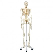 Skeleton, Flexible Spine with Nerves