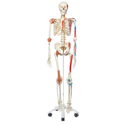 Human Skeleton Special Model