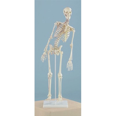 Miniature Skeleton, Flexible Spine with Muscle Attachments