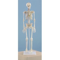 Miniature Skeleton, Rigid Spine with Muscle Attachments