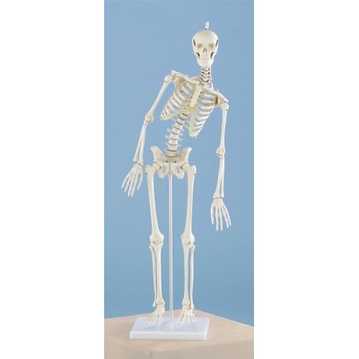 Miniature Skeleton, Flexible Spine