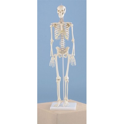 Miniature Skeleton, Rigid Spine