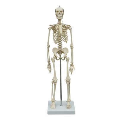 Miniature Skeleton