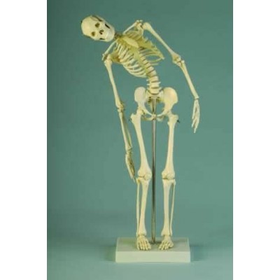 Miniature Skeleton With Flexible Spine