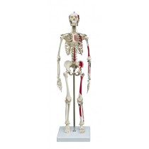Miniature Skeleton With Muscle Attachments