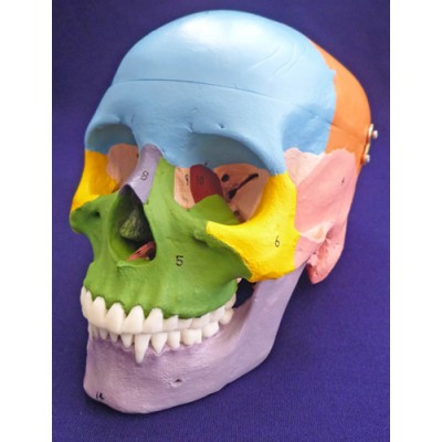 Painted Skull, To Show Bones