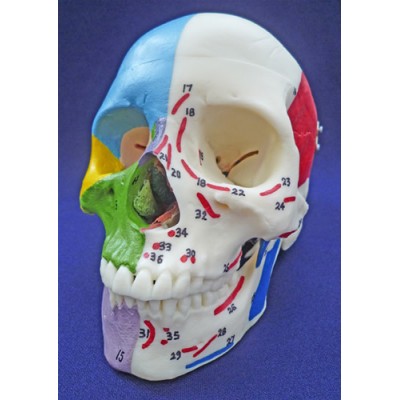 Painted Skull, To Show Muscles & Bones