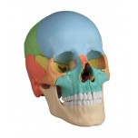 22-Part Skull, Magnetic, Didactic