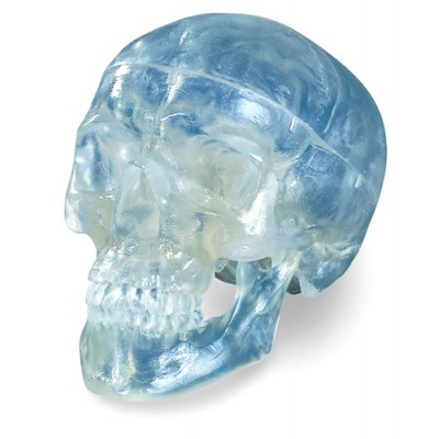 3-Part Skull, Transparent, Life-Size