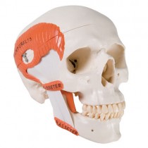 TMJ Ligamented Skull