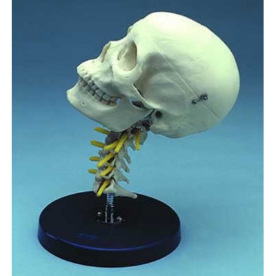 Cervical Skull